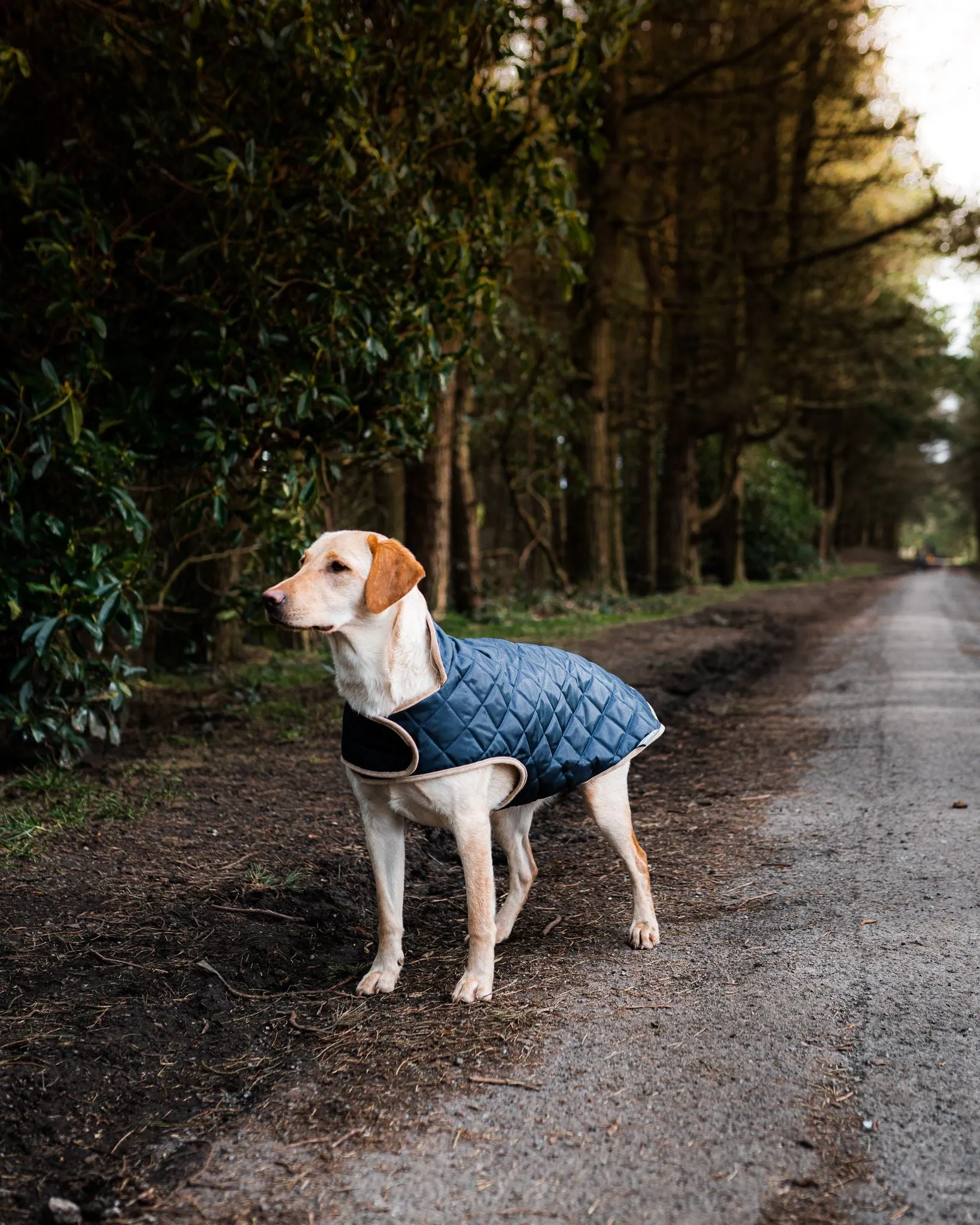 Quilted Dog Coat Country Style