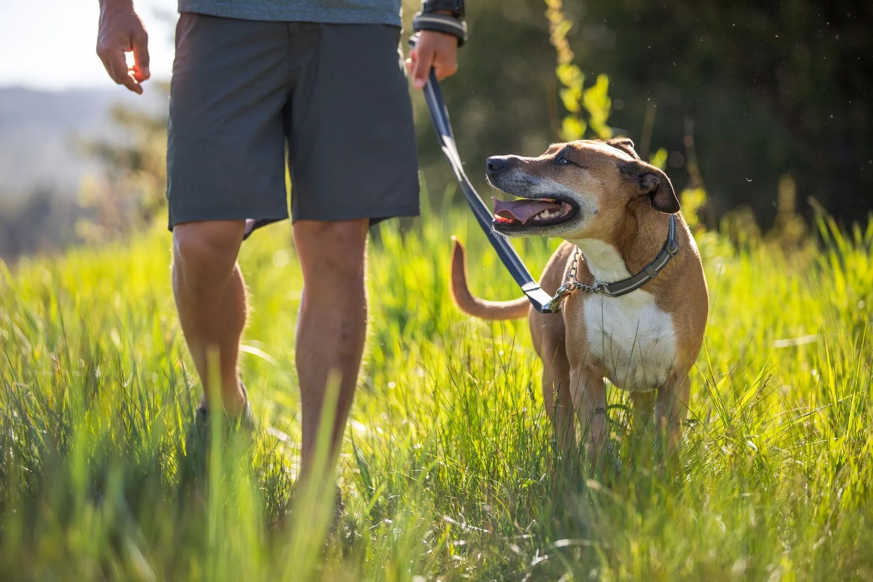 Ruffwear: Chain Reaction Dog Collar